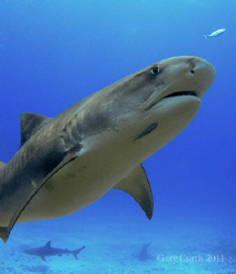 Tiger Shark following the fish!!!
She cruised by as if b... by Gary Curtis 